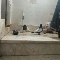 10عدد کبوتر پرشی 4عدد ماده 6عدد نر به شرت تخم جوج