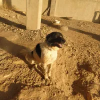 سگ نگهبان (مخصوص باغ)