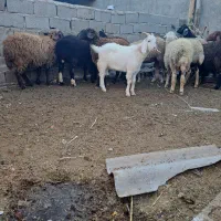 بره گوسفند|حیوانات مزرعه|رامیان, |دیوار