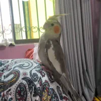 طوطی عروس هلندی گم شده