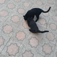 گربه / گربه خانگی / واگذاری|گربه|تویسرکان, |دیوار