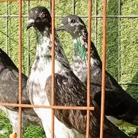 کبوترپاکستانی.چپراخالص