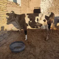 گاو شیری|حیوانات مزرعه|سده (خراسان جنوبی), |دیوار