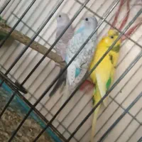 دوعدد جوجه مرغ عشق و یک ماده مولد