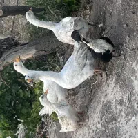 غاز و اردک