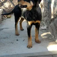 توله روتوایلر 4 ماهه آموزش دیده