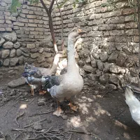 غاز|حیوانات مزرعه|کلباد, |دیوار