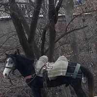 اسب یورغه ۵ سال تندو تیز بدونه اخلاقه بدی