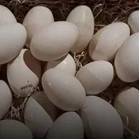 تخم قوغاز لیندای اصل