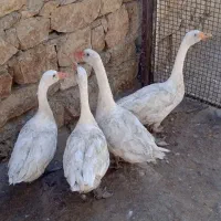 چهار تا غاز ارگانیک هم داشتی هم گوشتی|حیوانات مزرعه|دره شهر, |دیوار