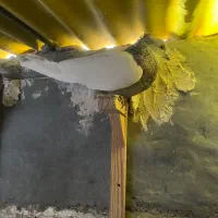 کفتر سینه ماده قیمت ۱۲۰۰