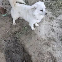 سگ شیتز