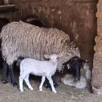 5 عدد گوسفند  رومانوف بره ایلدوفرانس با بره و قوچ