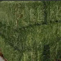 یونجه خشک