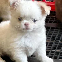 توله سگ شی هوا