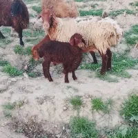 یک راس میش بره دار کردی اصل