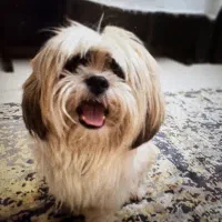 سگ شیتزو نر ۱.۵ ساله|سگ|تهران, استخر|دیوار