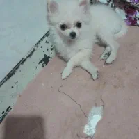 سلام یک عدد سگ