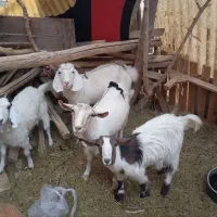 ۲راس بز با دوبزغاله ماده