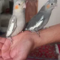 جوجه فول دستی