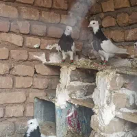 طوقی|پرنده|بردسکن, |دیوار