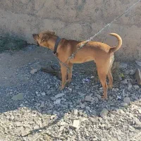 واگذاری سگ توسااینو