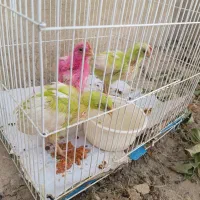 ۳ تا جوجه ۲ماهه فروش فوری