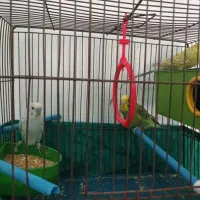 سه عدد مرغ عشق  نر وماده با اکنت فری فایر طاق ازنم|پرنده|مسجد سلیمان, |دیوار