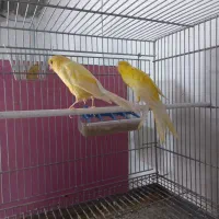 فروش قناری سرخ و سوپر