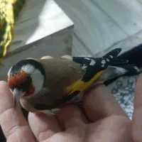 سهره تازه گیر دره شهر