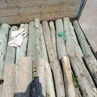 خرید چوب و درخت. میوه ای چنار صنوبر گردو کاج|خدمات باغبانی و درختکاری|کرج, سی متری صنعتکاران|دیوار