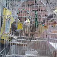 فروش تعدادی عروس هلندی و گرینچک