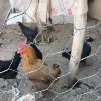 مرغ بومی|حیوانات مزرعه|باغ بهادران, |دیوار