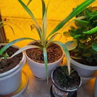 گل های زیبا|گل و گیاه طبیعی|مرند, |دیوار