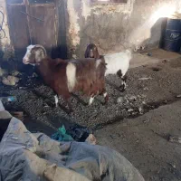 بز و بزغاله