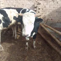 ۴راس گوساله نر|حیوانات مزرعه|بوئین زهرا, |دیوار