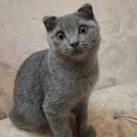 گربه ی اسکاتیش فولد پسر دارای شناسنامه|گربه|سبزوار, پاسداران|دیوار