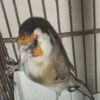 سهره چهار گل|پرنده|بهارستان, |دیوار