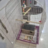 قفس پرنده