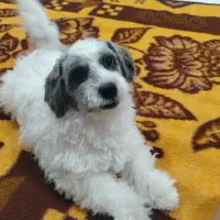 سگ شیتزو نر