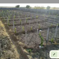 نهال انگور شرابی و مویز ترکمن ۴