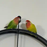 طوطی برزیلی