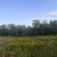 فروش باغچه