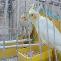 طوطی عروس|پرنده|رشت, بازار|دیوار