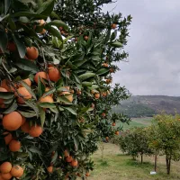 فروش-2500متر-باغ-با-سند-تک-برگ