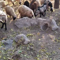 میش بره دار