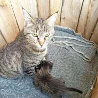 توله گربه نر پلنگی اصیل