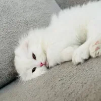 گربه خانگی|گربه|کرمان, |دیوار