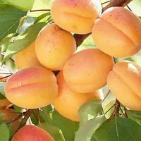 کارشناس برنامه کوددهی باغ و زمین کشاورزی|خدمات باغبانی و درختکاری|اصفهان, سرچشمه|دیوار