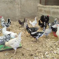 جوجه و تخم نطفه دار گلین لری اصل|حیوانات مزرعه|تهران, ایران|دیوار